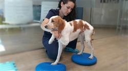especialización patologias planes rehabilitacion pequenos animales
