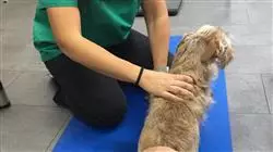 ##IMAGE##