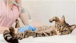 diplomado sistema musculoesqueletico tejidos rehabilitacion veterinaria