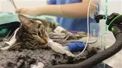curso medicina cirugia aparato cardiorrespiratorio gatos