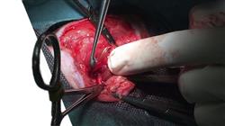 curso online oncologia felina