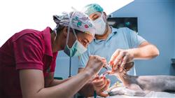 diplomado oncologia felina