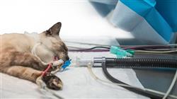 diplomado online oncologia felina