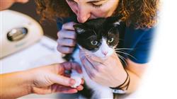 posgrado oncologia felina