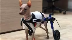 ##IMAGE##