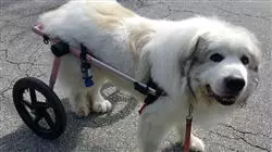 ##IMAGE##
