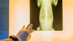 curso curso online patologias medula espinal pequenos animales