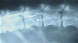 curso curso patologias medula espinal pequenos animales