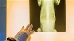##IMAGE##