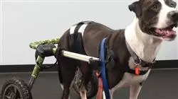 ##IMAGE##