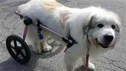 ##IMAGE##