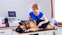 especializacion online patologias digestivas genitourinarias endocrinas pequenos animales