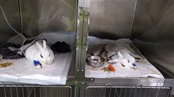 especializacion patologias digestivas genitourinarias endocrinas pequenos animales