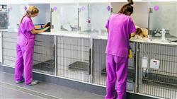 experto universitario patologias digestivas genitourinarias endocrinas pequenos animales