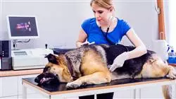 especializacion patologias cardiorrespiratorias oncologicas neurologicas pequenos animales