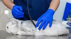 especialización patologias cardiorrespiratorias oncologicas neurologicas pequenos animales