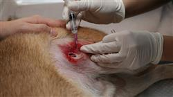 curso patologias oftalmologicas dermatologicas enfermedades infecciosas pequenos animales