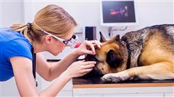 especializacion patologias oftalmologicas dermatologicas enfermedades infecciosas pequenos animales