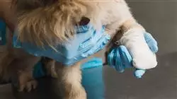 ##IMAGE##