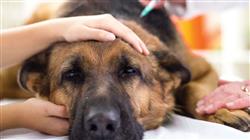 magister medicina interna pequenos animales