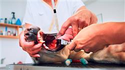 posgrado medicina interna pequenos animales