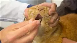 ##IMAGE##