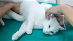 ##IMAGE##