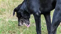 ##IMAGE##