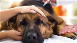 curso alteraciones sistema endocrino pequenos animales