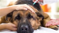 diplomado alteraciones sistema endocrino pequenos animales