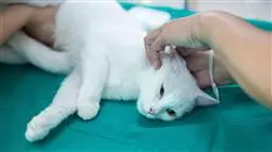 ##IMAGE##