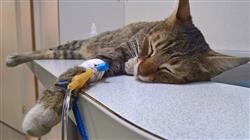 diplomado enfermedades neurologicas pequenos animales