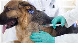 formacion enfermedades infecciosas pequenos animales