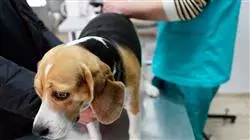 ##IMAGE##