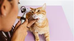 curso enfermedades oftalmologicas pequenos animales