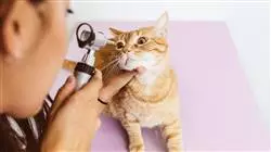 diplomado enfermedades oftalmologicas pequenos animales