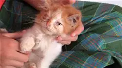 ##IMAGE##