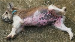 curso enfermedades dermatologicas pequenos animales