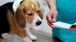 curso online tecnicas diagnosticas medicina interna pequenos animales