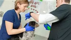 diplomado online tecnicas diagnosticas medicina interna pequenos animales