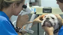 diplomado tecnicas diagnosticas medicina interna pequenos animales