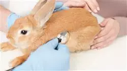 ##IMAGE##