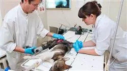 capacitacion practica cirugia veterinaria cuatro