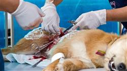 curso capacitacion practica cirugia veterinaria pequenos animales