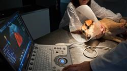 curso capacitacion practica cardiologia veterinaria pequenos animales