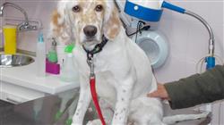 curso acreditacion capacitacion practica dermatologia pequenos animales