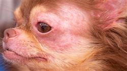curso capacitacion practica dermatologia pequenos animales