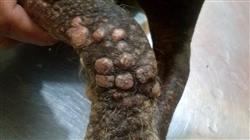 curso homologado capacitacion practica dermatologia pequenos animales