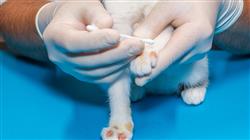 curso online capacitacion practica dermatologia pequenos animales