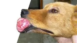 ##IMAGE##